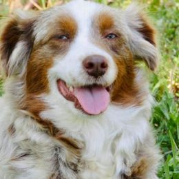 Australian Shepherds, Miniature Australian Shepherds, and Toy Australian Shepherds from Honey, I Shrunk the Aussies