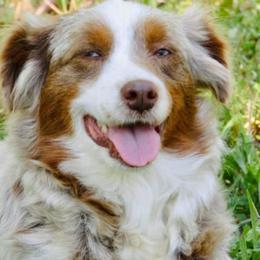 Australian Shepherds, Miniature Australian Shepherds, and Toy Australian Shepherds from Honey, I Shrunk the Aussies