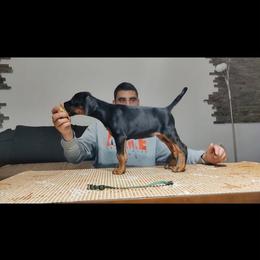 Girl 4 - Black and rust female Doberman Pinscher puppy in Shrewsbury, Massachusetts from Di Nonno Dobermann
