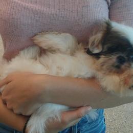 Shih Tzu Puppies from Marlene Kenney's Shih Tzus