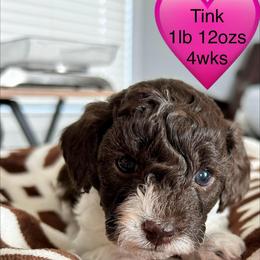 Tinkerbell - Brown female Poodle puppy in Mineral Wells, Texas from S.H.A.R.P.’s Toy Poodles