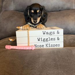 Girl 2 - Black and cream female Dachshund puppy in Stuart, Iowa from Johnson Family Paws