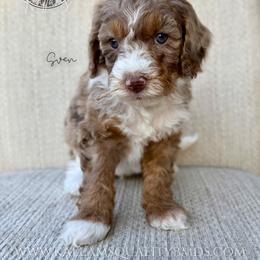 Sven - Chocolate merle male Bernedoodle puppy in Owasso, Oklahoma from Kallams Bernedoodles & Bernese Mountain Dogs