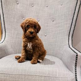 Pink - Red  female Goldendoodle puppy in Miami, Florida from GoldStar Doodles USA