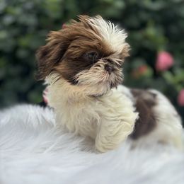 Boy4 - Red and white male Shih Tzu puppy in Covina, California from Shih_doodle_Co