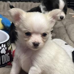 Chihuahuas from M Class Chihuahua Ranch