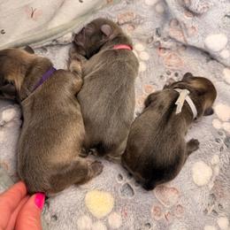 Grey collar - Blue fawn male French Bulldog puppy in Jefferson City, Missouri from Central Frenchie Haven