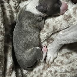 Girl 1 - Blue female Italian Greyhound puppy in Beaumont, California from Shanda's Italian Greyhounds
