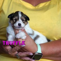 Truffle- chw sable merle female - White and sable merle female Shetland Sheepdog puppy in Frazeysburg, Ohio from Mountain High Kennels