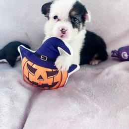 Strudel - White and black male Pembroke Welsh Corgi puppy in Saint George, South Carolina from Carolina cotton candy corgis