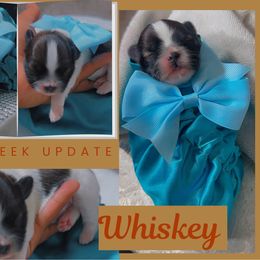 Whiskey - Tricolor male Shih Tzu puppy in San Tan Valley, Arizona from Pretty Paws Shih Tzu's