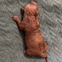 Girl 2 - female Cockapoo puppy in Sheridan, Missouri from Shepherdsfold’s Cockapoos