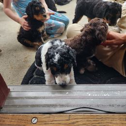 Bernedoodle Puppies from Andrew's Bernedoodles