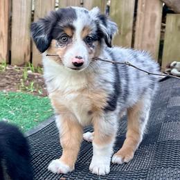 Bow (ASDR and AKC) - Blue merle male Miniature Australian Shepherd puppy in Stockton, Missouri from Kizmit Farmz
