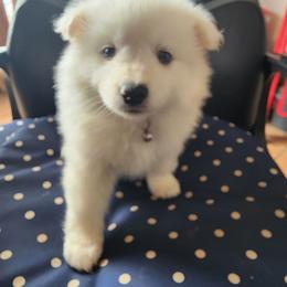 Anastasia - White female American Eskimo Dog puppy in Grants Pass, Oregon from SnH Eskies