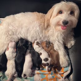 Companion Crosses from V & V Kennels