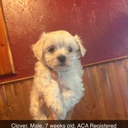 Maltese and Maltipoo Puppies from Playful Paws Maltese and Maltipoos