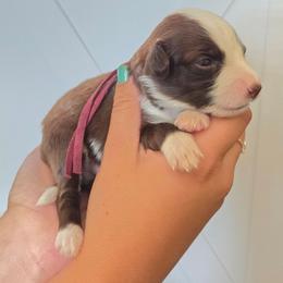 Chorizo - Brown and white female Aussiedoodle puppy in Lithia, Florida from Waterford Doodle Farm