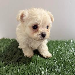 Gigi - Cream female Maltipoo puppy in Crosby, Texas from Painted Rose Poodles and Doodles