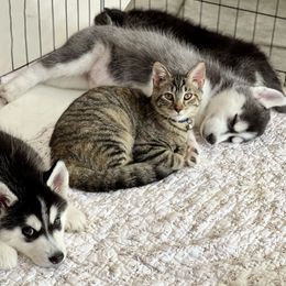Siberian Husky Puppies from Antler Creek Siberians