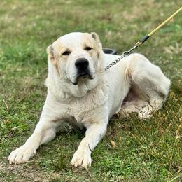 Grimm - Central Asian Shepherd Dog