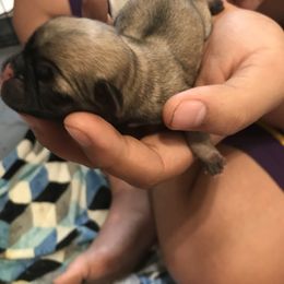 Boy 1 - Pug puppy in Deer River, Minnesota from Mother Mule Kennels