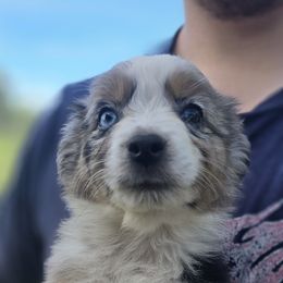Miniature Australian Shepherd Puppies from D & L Mini Aussies