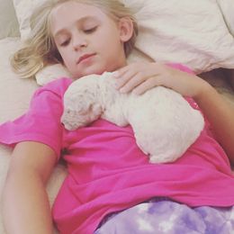 Poodle Puppies from Southern Standards Standard Poodles