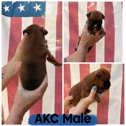 Boy - 1 - Fawn male Boxer puppy in Evington, Virginia from Buffalo Creek Boxers