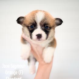 Orange - Jane Seymour (standard) - Red female Pembroke Welsh Corgi puppy in Milan, Georgia from Williams’ Welsh Corgis LLC