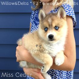 Pomsky Puppies from Dakota Pomskies