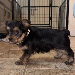 Mama Odie - Black and tan female Yorkshire Terrier puppy in Highland, Arkansas from MG Yorkies