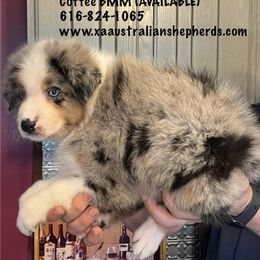 Boy 3 - COFFEE - Blue merle Australian Shepherd puppy in Gowen, Michigan from XA AUSTRALIAN SHEPHERDS