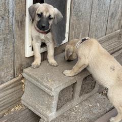 Petrie - Yellow female Black Mouth Cur puppy in Warsaw, Missouri from Heritage Cow Dogs