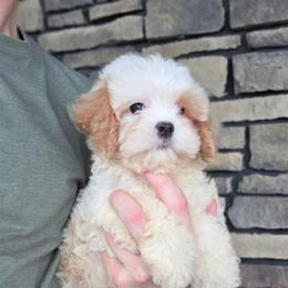 Dane - Blenheim male Cavapoo puppy in Apple Creek, Ohio from Grandeur Valley Puppies