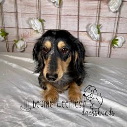 Dachshund All Grown Up from Lil Beanie Weenies Dachshunds