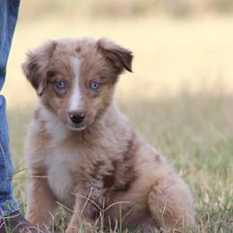 Monopoly - Red merle male Miniature Australian Shepherd puppy in Quapaw, Oklahoma from Rocky Hill Aussies