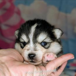 Birch - 1800 - Black and white male Pomsky puppy in Spring Hill, Florida from www.PuppyTimeEmporium.com