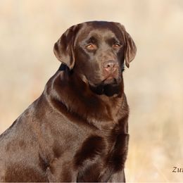 Tika - Labrador Retriever