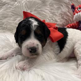 Snoopy Red Girl - Tri-color female Bernedoodle puppy in The Woodlands, Texas from Gracie's Goldendoodles and Bernedoodles