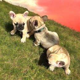 French Bulldog Puppies from Von Darr Kennels
