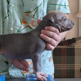 Chai - Bronze female Xoloitzcuintli puppy in Felts Mills, New York from Solstice Xolos