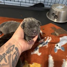 Snow - Gray brindle female Cane Corso puppy in Brazil, In, Indiana from Lazy A Ranch & Kennels