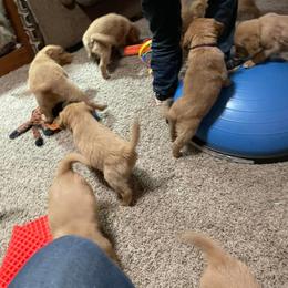 Golden Retriever Puppies from Mueller’s Furry Farm
