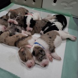 Aussiedoodle Puppies from Southwest Florida Doodles