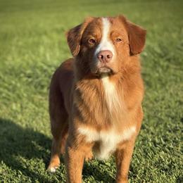 Tank - Nova Scotia Duck Tolling Retriever