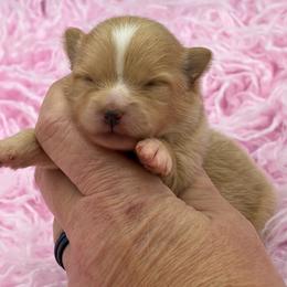 Mango - Orange female Pomeranian puppy in Franklin, North Carolina from A&J Cutie Pawtooties