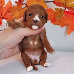 Hazel - Red female Cavapoo puppy in Salt Lake City, Utah from SunnySide Mini Doodles