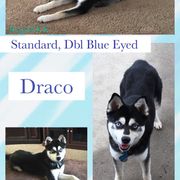 Draco - Alaskan Klee Kai
