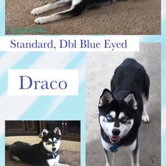 Draco - Alaskan Klee Kai
